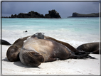 foto Flora e la fauna della Isole Galapagos